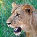 Young male lion Royalty Free Stock Photo