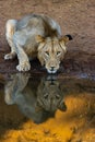 Young male lion drinking water.