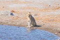 Young male Lion drinking from waterhole in daylight. Wildlife Safari in Etosha National Park, the main travel destination in Namib Royalty Free Stock Photo