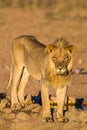 Young Male lion drinks at a waterhole