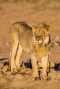 Young Male lion drinks at a waterhole