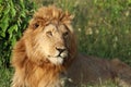 Young male lion face closeup in the african savannah. Royalty Free Stock Photo