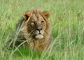 Young male lion resting in the tall grass in Botswana Royalty Free Stock Photo