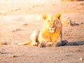 Young male lion having a rest on dusty ground at sunset time, Etosha National Park, Namibia, Africa Royalty Free Stock Photo
