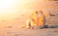 Young male lion having a rest on dusty ground at sunset time, Etosha National Park, Namibia, Africa Royalty Free Stock Photo