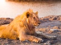 Young male lion having a rest Royalty Free Stock Photo