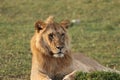 Young male lion head closeup. Royalty Free Stock Photo