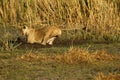 View of a large lion jumping over the water