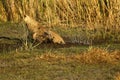 View of a large lion jumping over the water