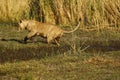 View of a large lion jumping over the water