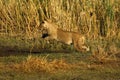 View of a large lion jumping over the water