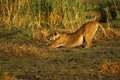 View of a large lion through the reeds stretching