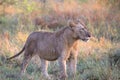 Young Male Lion in Kruger National Park Royalty Free Stock Photo