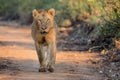 Young Male Lion in Kruger National Park Royalty Free Stock Photo