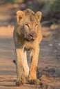 Young Male Lion in Kruger National Park Royalty Free Stock Photo