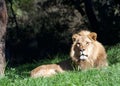 Male lion laying in grass looking at viewer Royalty Free Stock Photo