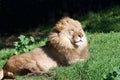 Male lion laying in grass looking off to viewers right, squinting