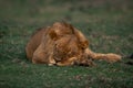 Young male lion lies asleep on grass