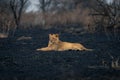 Young male lion lies on burnt grassland