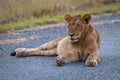 Young male lion lies on paved road Royalty Free Stock Photo