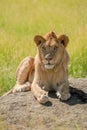 Young male lion lies on sunny rock