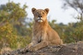 A young male lion looking at camera with a perfect upright posture