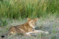 Young Male Lion Lying Down Royalty Free Stock Photo