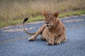 Young male lion lying down on road Royalty Free Stock Photo