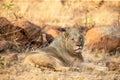 Young male lion lying down in shade to rest Royalty Free Stock Photo