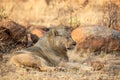 Young male lion lying down in shade to rest Royalty Free Stock Photo