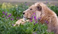 Young Male Lion Royalty Free Stock Photo