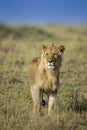 Young Male Lion in a morning light seen near Masai Mara Air Strip, Kenya Royalty Free Stock Photo