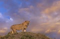 Young Male Lion near Mara Air Strip with colourful sky see at Masai Mara, Kenya Royalty Free Stock Photo