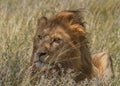 Young male lion Panthera leo hiding in the grass Royalty Free Stock Photo