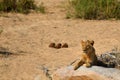 Young male Lion (Panthera leo) Royalty Free Stock Photo