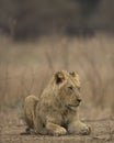 Young male lion (Panthera leo) Royalty Free Stock Photo