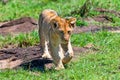 Young male lion or Panthera leo in nature Royalty Free Stock Photo