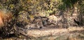 Young male Lion (Panthera Leo) relaxing in the shadow at Kruger National Park Royalty Free Stock Photo