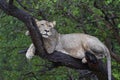 Lion in a tree in South Luangwa National Park, Zambia Royalty Free Stock Photo