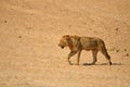 Young male Lion (Panthera leo) Royalty Free Stock Photo