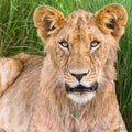 Young Male Lion Portrait Royalty Free Stock Photo