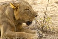 Young Male Lion Portrait Royalty Free Stock Photo