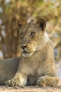 Young male Lion portrait Royalty Free Stock Photo