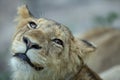 A young male lion portrait Royalty Free Stock Photo