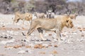 Young male Lion, ready for attack, walking towards herd of Zebras running away, defocused in the background. Wildlife safari in th Royalty Free Stock Photo