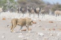 Young male Lion, ready for attack, walking towards herd of Zebras running away, defocused in the background. Wildlife safari in th Royalty Free Stock Photo