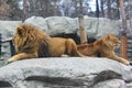 Young male lion in the reserve. Lion portrait. A pair of lions makes love. Here in the photo we see a very beautiful Royalty Free Stock Photo