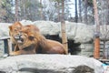 Young male lion in the reserve. Lion portrait. A pair of lions makes love. Here in the photo we see a very beautiful Royalty Free Stock Photo