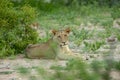 A young male lion resting with head up Royalty Free Stock Photo