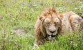 Young male lion resting on a meadow in the Ngorongoro Crater Royalty Free Stock Photo
